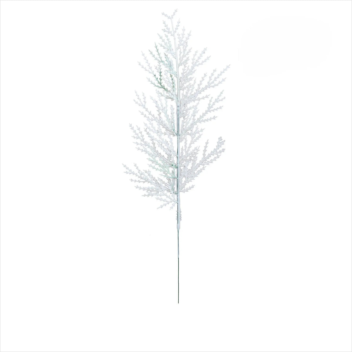 Branches de Pin