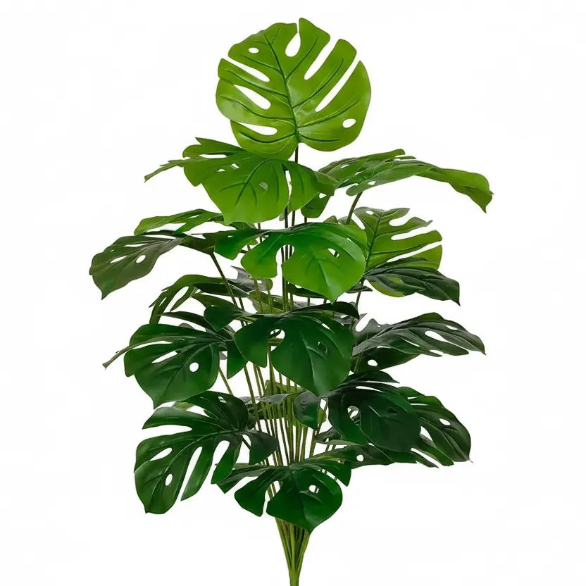 Monstera Deliciosa