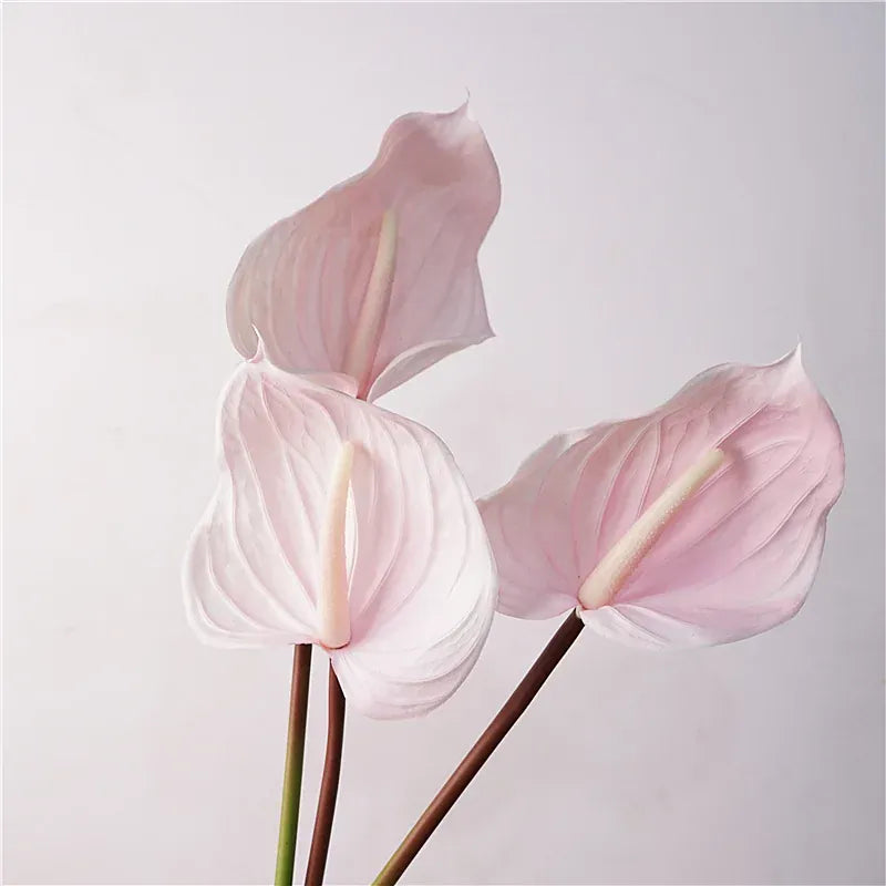 Anthurium Artificiel