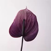 Anthurium Artificiel