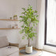 Ficus Artificiel