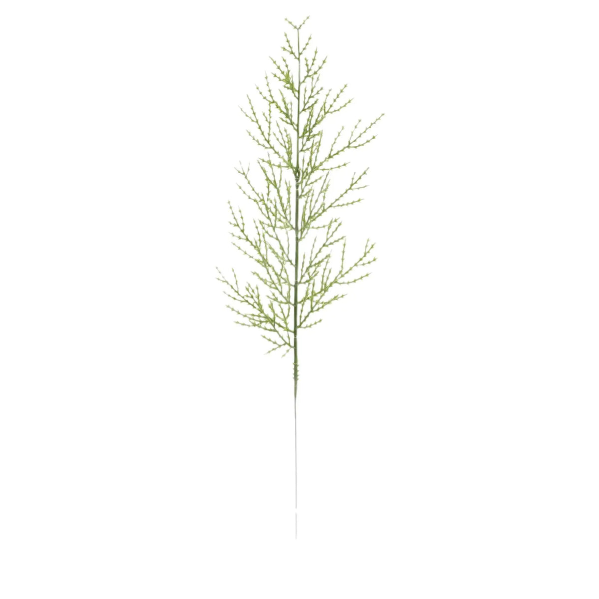 Branches de Pin