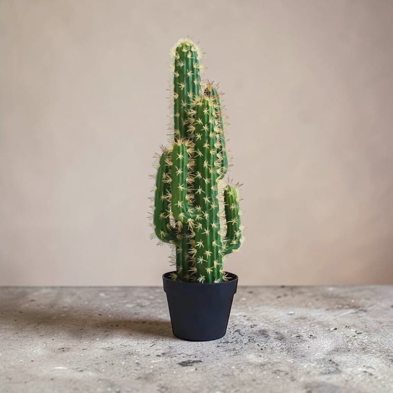 Catus Cierges Artificiel