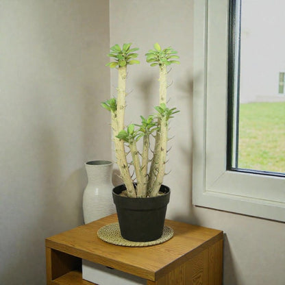 Euphorbia Cactus Artificiel