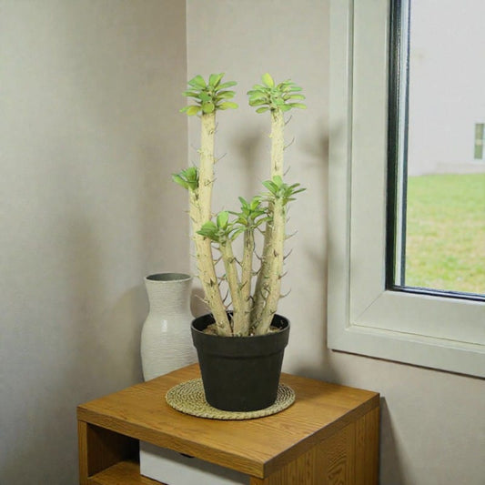 Euphorbia Cactus Artificiel
