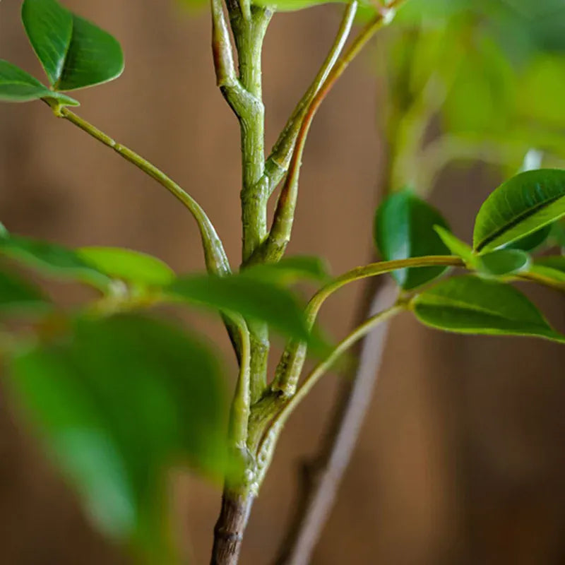 Ficus Artificiels