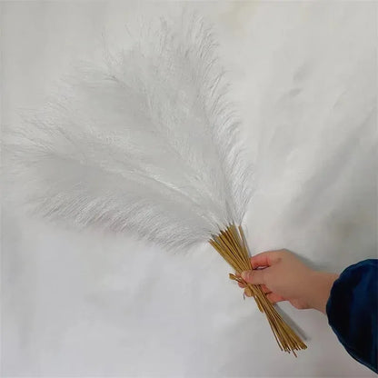 Herbe de Pampas