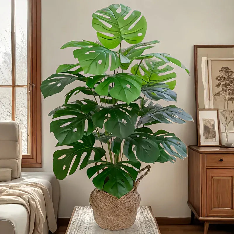 Monstera Deliciosa