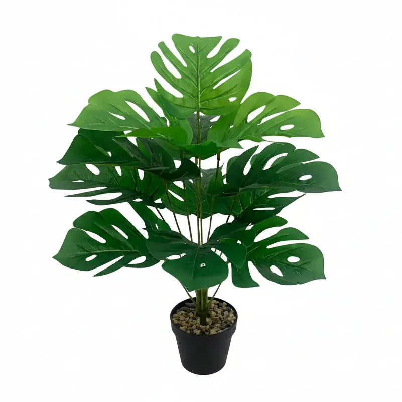 Monstera Deliciosa