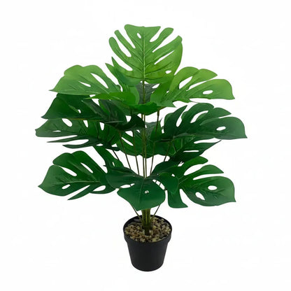 Monstera Deliciosa