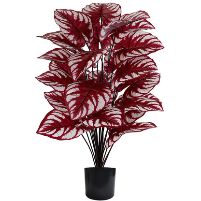 Monstera rouge