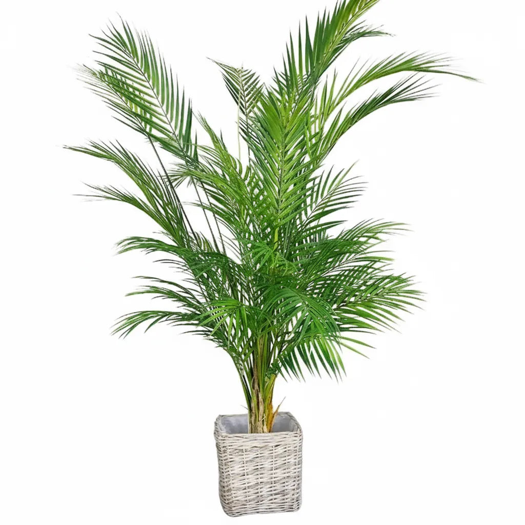 Palmier Areca Artificiel