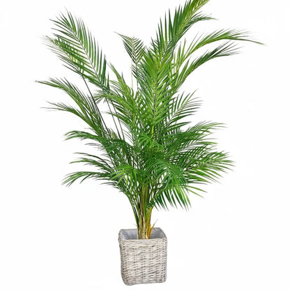 Palmier Areca Artificiel