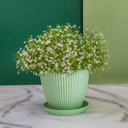 Pot de Fleur