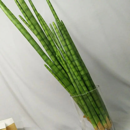 Sansevieria Cactus Artificiel