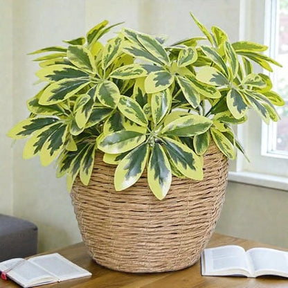 Schefflera Artificiel Clair