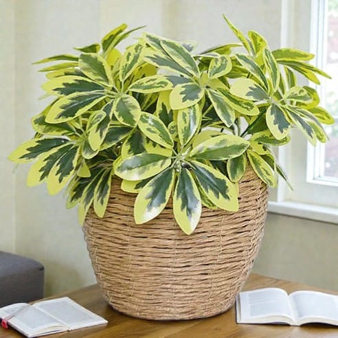 Schefflera Artificiel Clair